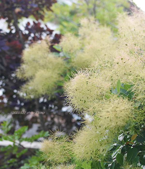 smoke_tree